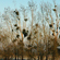 photographie - Galerie - Nature